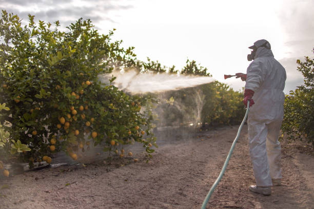 Best Wasp Removal Services  in Reston, VA