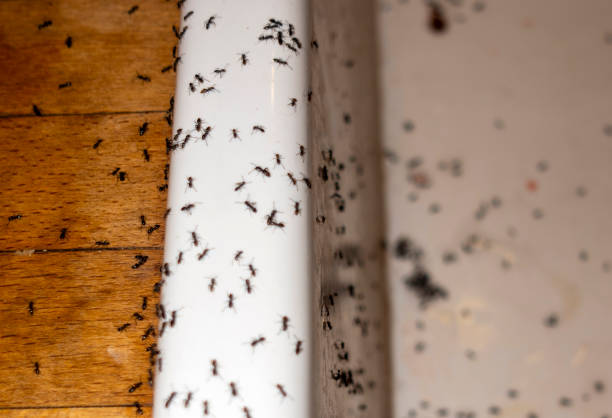 Best Cockroach Control Services  in Reston, VA