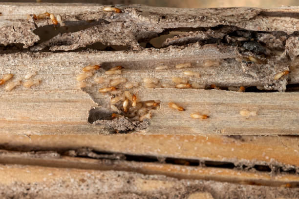 Insect Control in Reston, VA